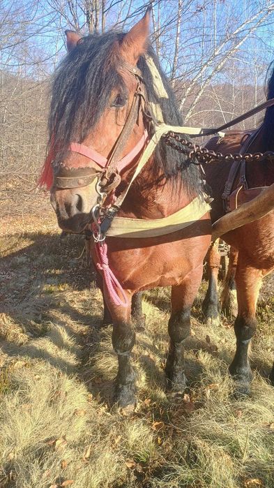 Vând cal castrat de 2 ani jumătate
