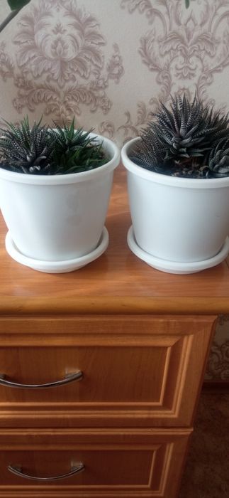 Продается цветок. 1000т.