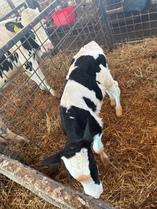 Vând tăuraș holstein