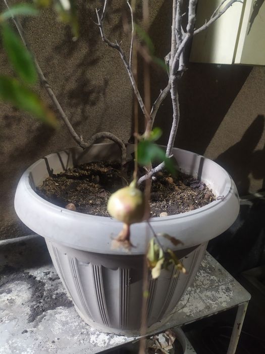 Дерево граната декоративного