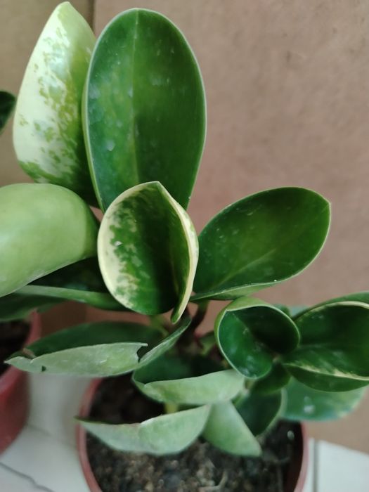 Пеперомия выращено в Казахстане