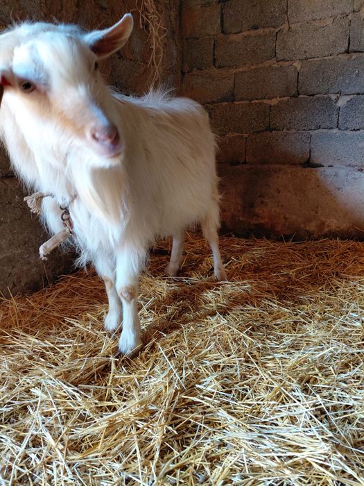 Теке сатылады жаксы