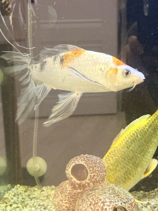 Продам вуалевого карп коя