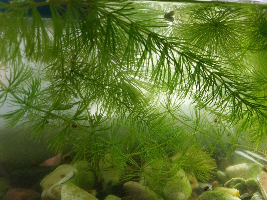 Аквариум 120 литров