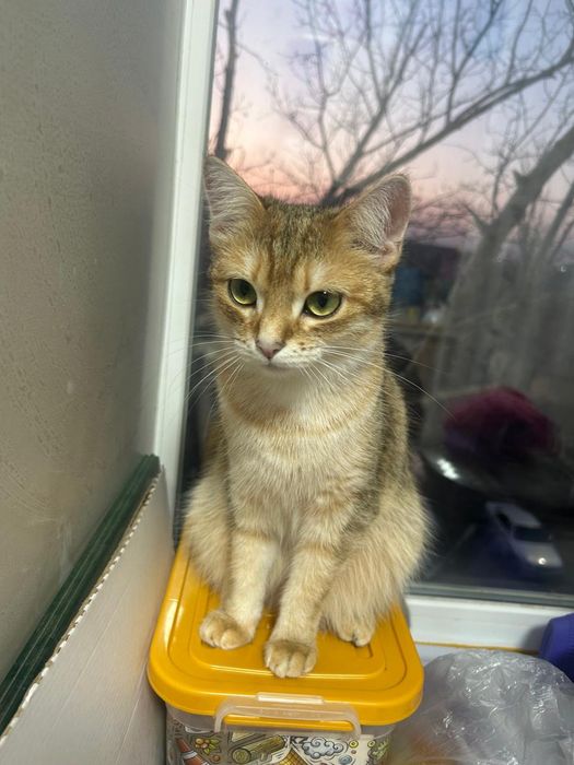 Отдам домашнюю кошечку