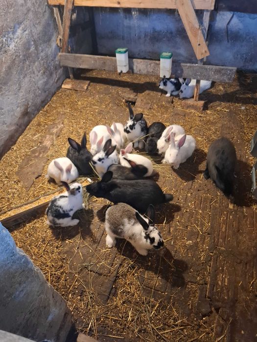 Зайции кръстоска