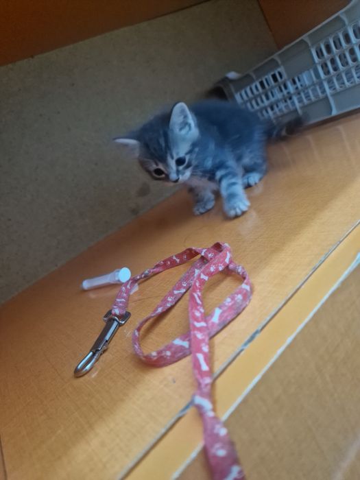 От папы Манчкина мальчик 1,5м