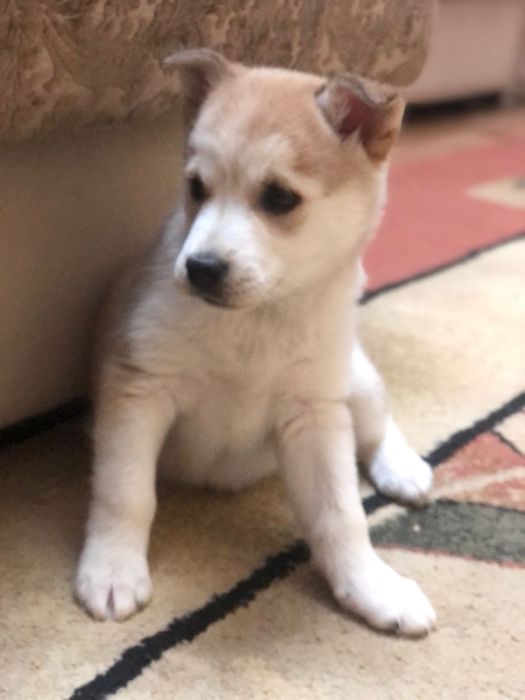 Собачка в добрые руки 3 месяца