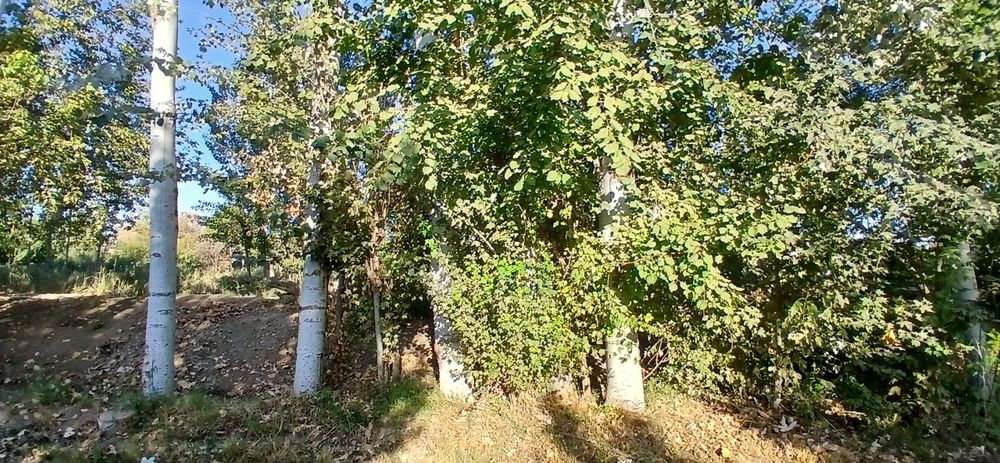 Жондорда тезда болор заварав каламалик тераклар сотилади