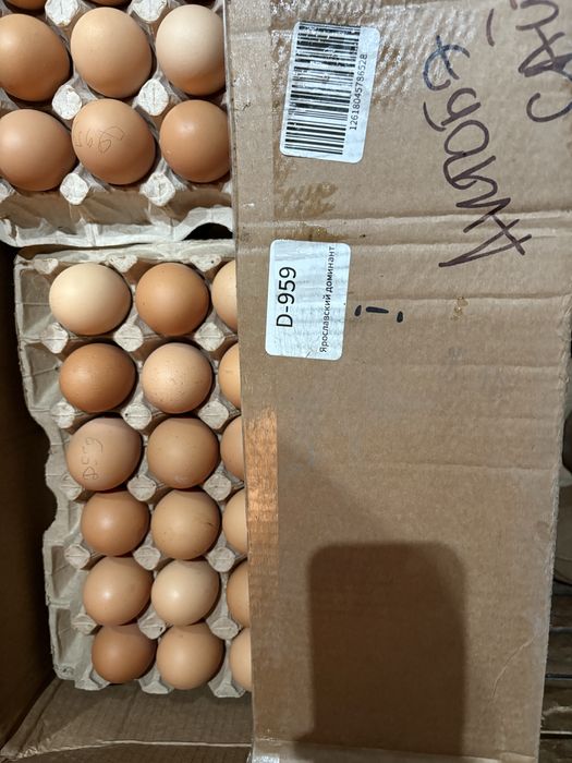 Инкубационное яйцо