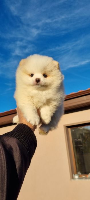 Померан померан мини