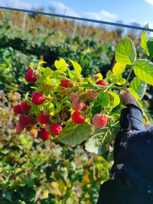 Саженцы малины ремантантной