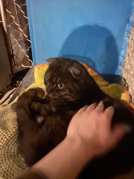 породистый котик