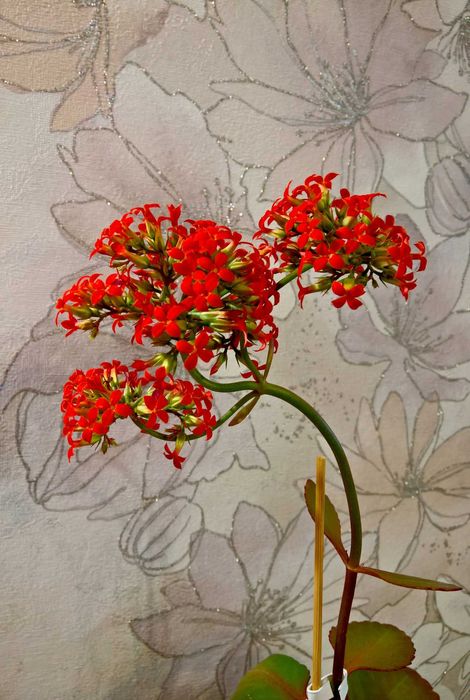 Декоративное каланхое