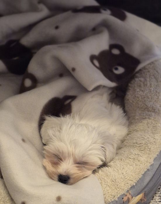 Малтийска болонка