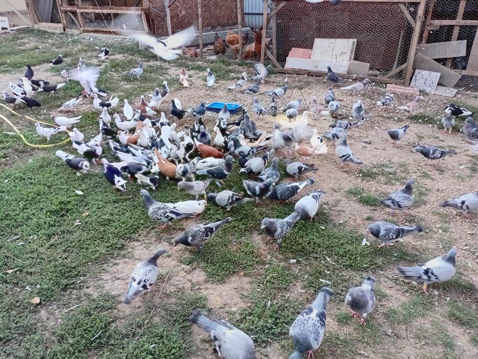 Vand porumbei tel +40772103208