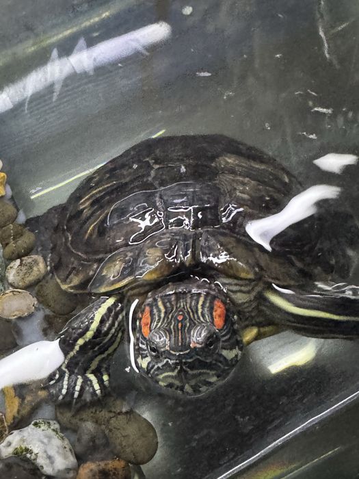 Черепаха Красноухая