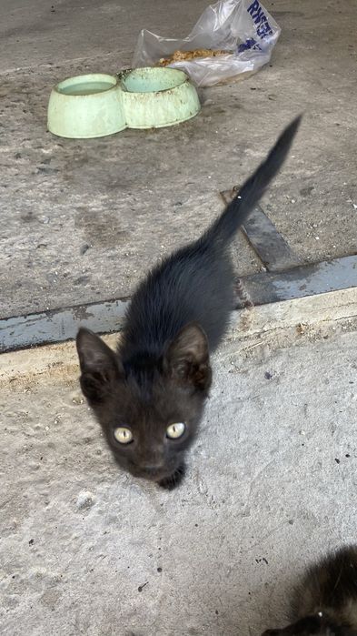 Мысық, марғау, кот, котенок, кошки
