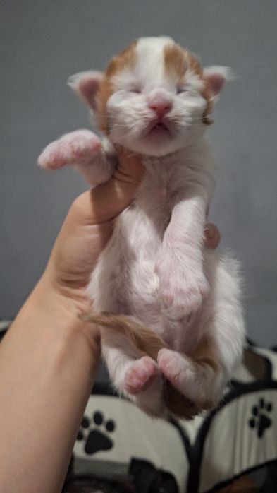 Рассрочка /Мейн куны из питомника бронь