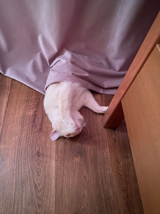 Отдам кота в добрые руки