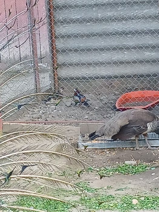 Pauni standard maturi pereche și tineret