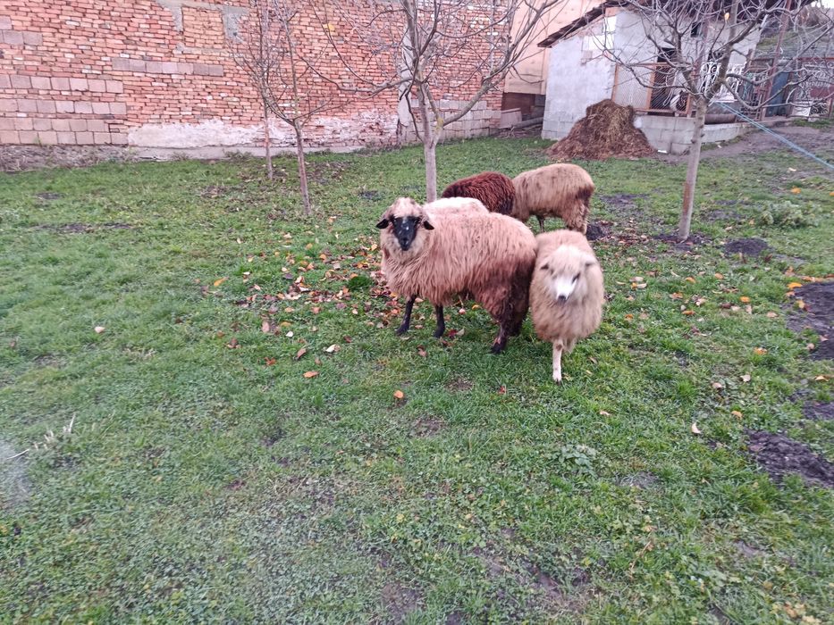 De vânzare 5 mieluțe