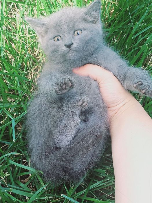 Скотиш страйт котёнки 1.5месячные