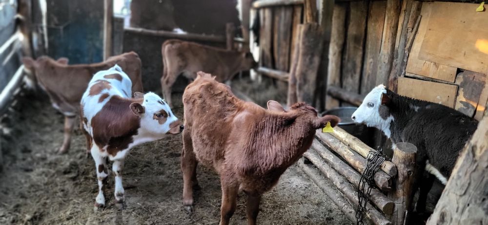 Продам бычков 6 голову