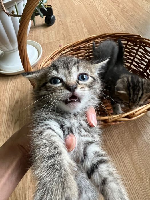 Котята в добрые  руки