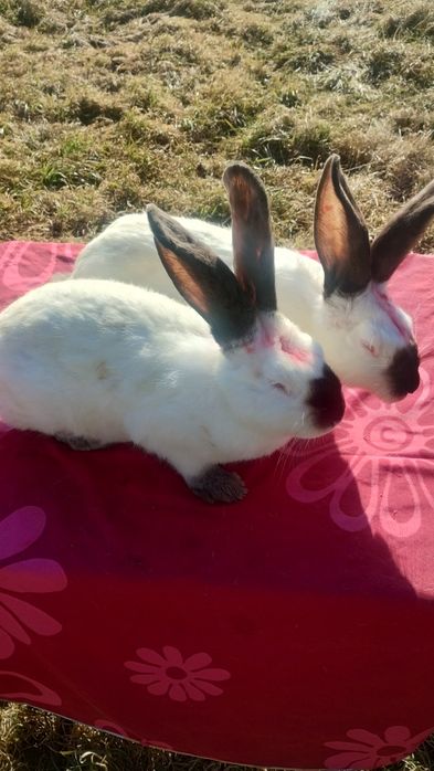 Iepuri Uriaș de Transilvania