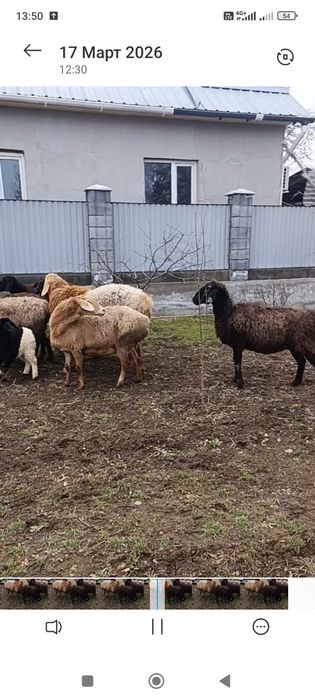 Гиссар матки котные