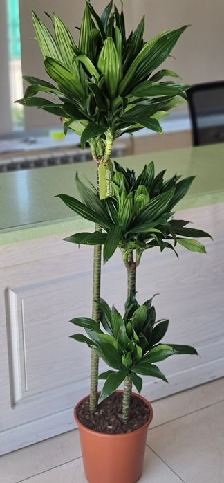 Драцена, Аглаонема, Пальма, Комнатные Растения, Орхидея, Орхидеи