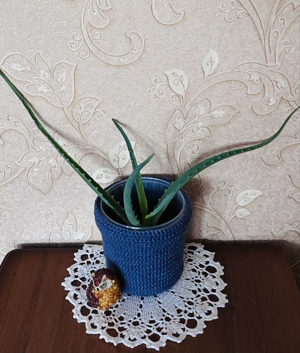 Алоэ укорененный