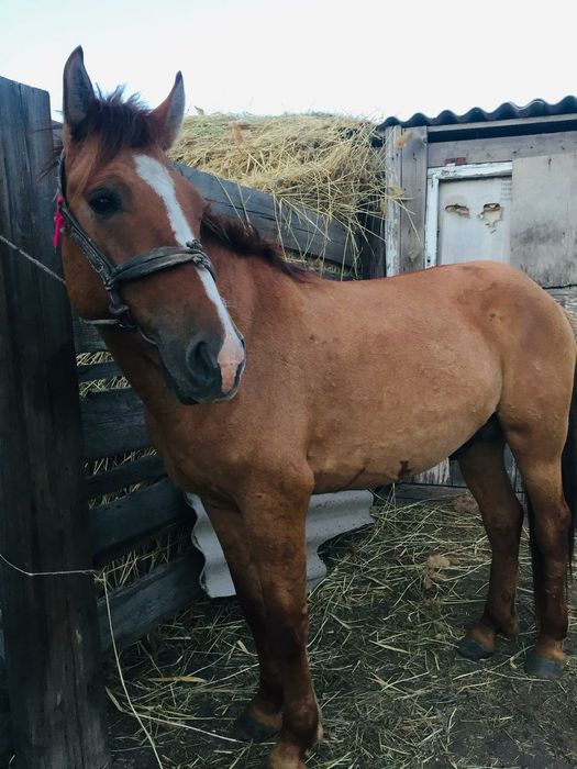 Айғыр сатылады Жеребец