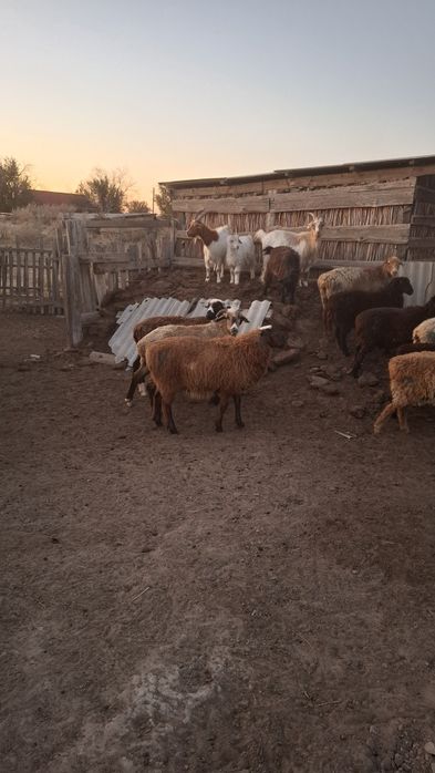 Қозы қошқар сатылады