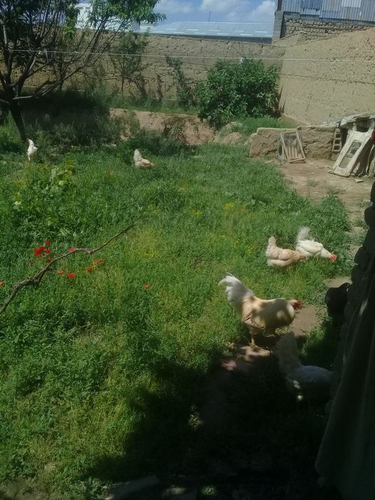 Joydori honaki tovuq tuhumlariДомашнее куриное яйцо Domestc hen's eggs