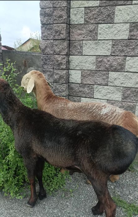 қошқар сатылады, линиясы бар