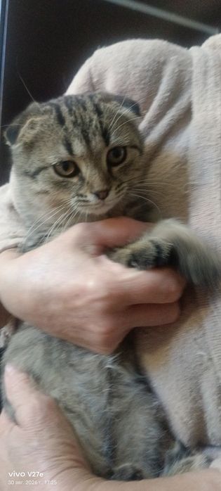 Отдадим котенка бесплатно