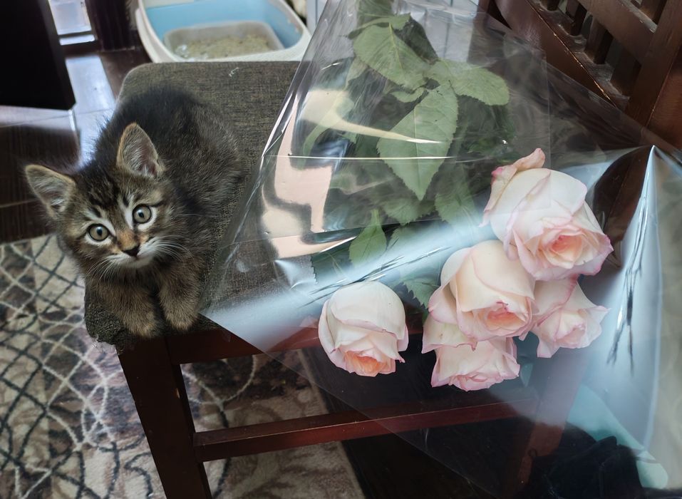 Котëночек в хорошую семью