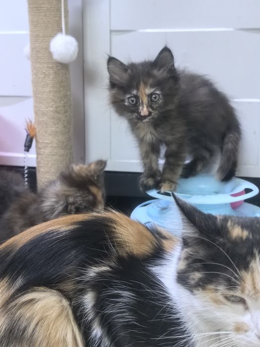 Котята близняшки колико