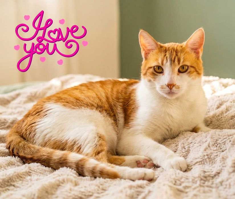 Adoptie pisica motan roscat superb Minisor