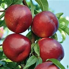 Nectarini Sweet lady ambalați + multe alte soiuri