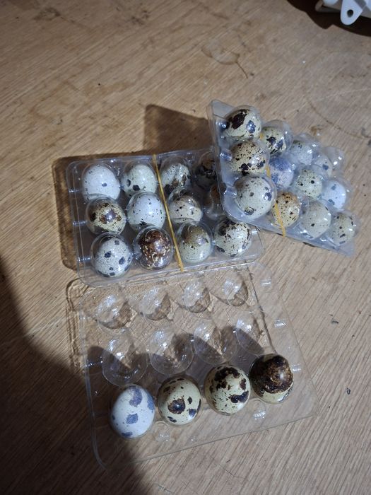 Пъдпъдъчи яйца пресни 0,15 € за бр.