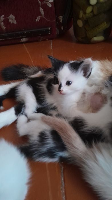 Мысықтар /Котята