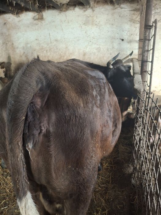 Vaca și junica de vânzare