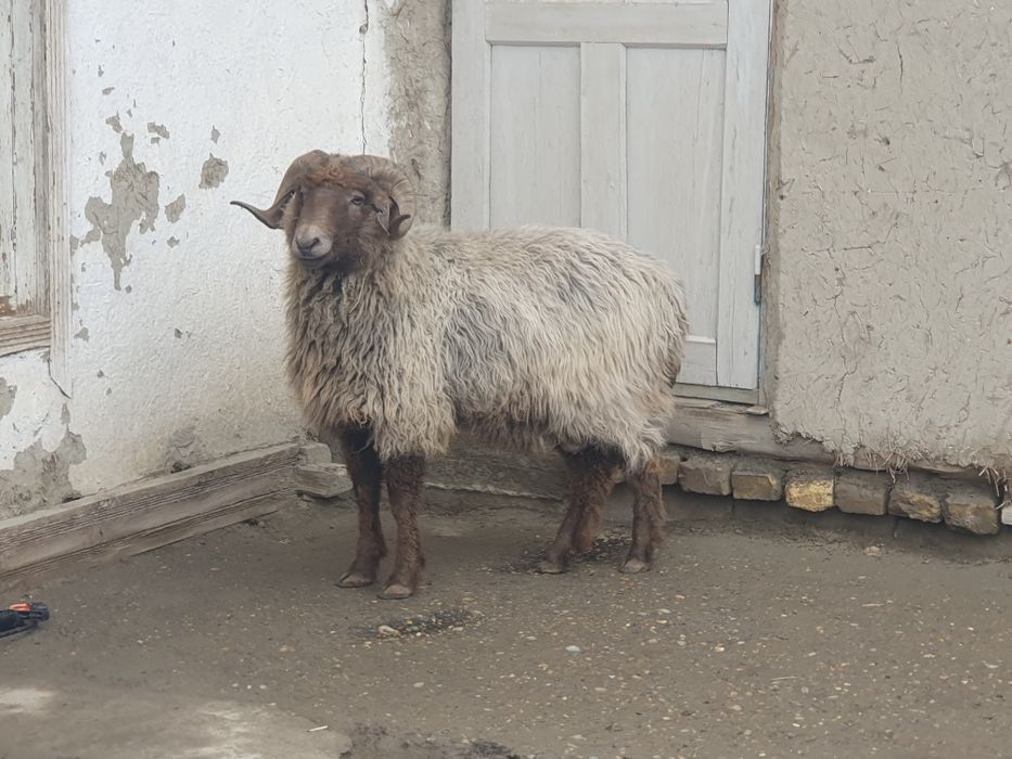 Uch yoshar Arabi shoxlik qo'chqor sotiladi tez va arzon narxda