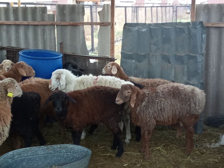 Мен ер адамның жарасын таңдым.