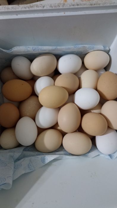 Продам Домашние яйца