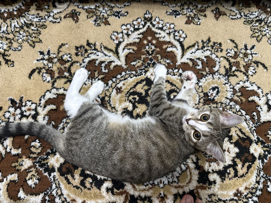 Отдам кошку в добрые руки