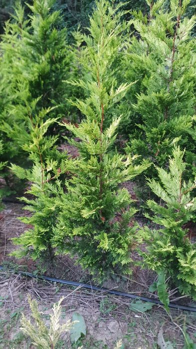 Leylandii Gold Rider